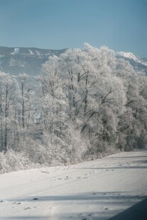 冬日雪景中的银白树林