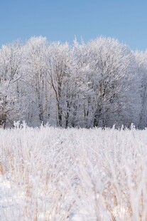 冬日雪覆树林与草地美景