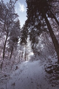 冬日雪林小路