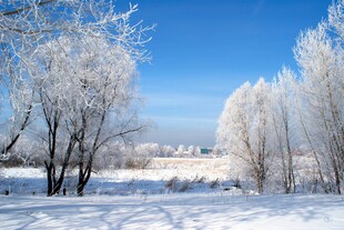冬日雪景银装素裹的树林