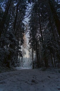 冬日雪覆森林静谧景象
