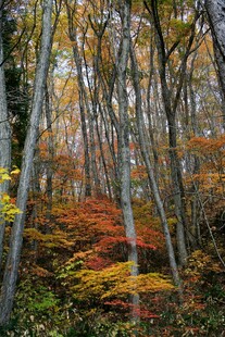 秋日斑斓树林美景