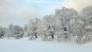 雪覆树林冬日美景
