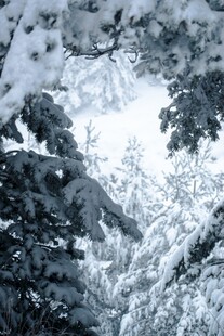 雪覆树林的冬日静谧景象
