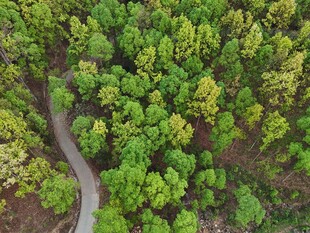 空中俯瞰蜿蜒林间小路