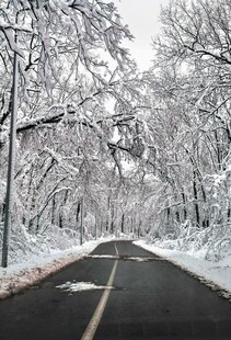 雪覆林间路