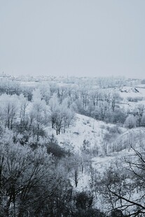 冬日雪覆树林美景