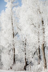冬日雾凇覆盖的树林美景