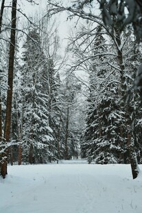 雪覆森林冬日静谧景象