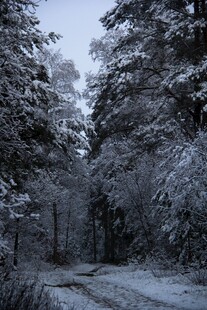 雪覆林间小道