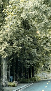 林荫道路旁的葱郁树木