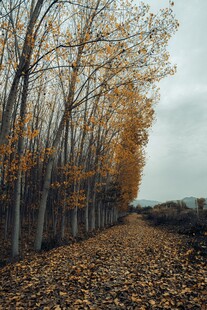 秋日林间落叶铺就的美景