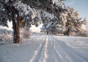 冬日雪覆林间路