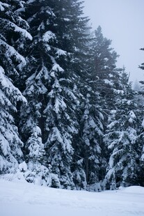 冬日雪覆森林美景