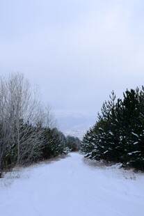 冬日雪景中的林间小道