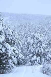 雪覆山林的静谧冬日景象