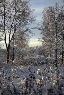 冬日雪覆树林美景