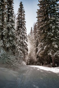 雪覆山林中的蜿蜒道路