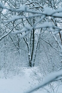 雪覆树林冬日美景