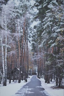 冬日雪林小路