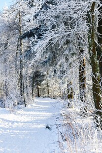 冬日雪覆林间小道