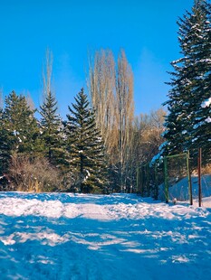 冬日雪林美景