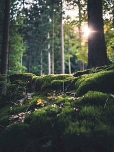 阳光洒落的森林苔藓景观