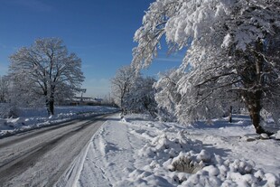 冬日雪覆道路与树木美景