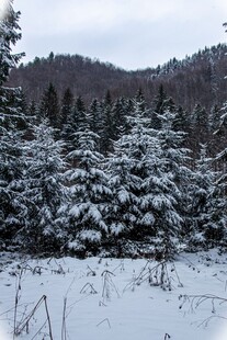 冬日雪景中的茂密雪覆树林