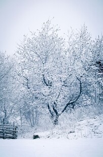 冬日雪景中的孤树