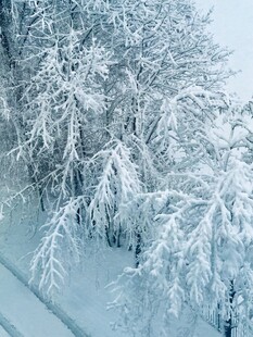 冬日雪覆树木的静谧美景