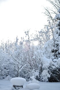 冬日雪景中的银白世界