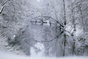 冬日雪景中的冰封树枝