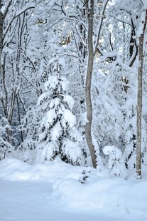 冬日雪覆森林美景
