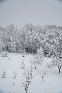 雪覆树林的冬日静谧景象