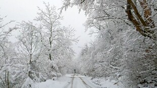 雪覆林间路