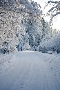 冬日雪覆林间小路