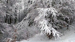 雪覆树林景观