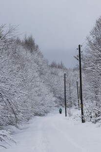 雪覆林间路静谧冬日景