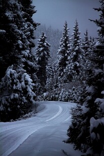 雪覆林间小道静谧冬景