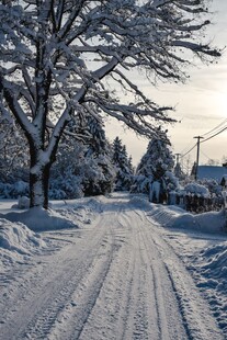 冬日雪后宁静的林间小路