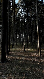 静谧森林景象