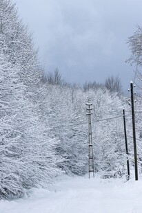 冬日雪景中的雪覆树林与杆