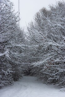 雪覆树林的冬日静谧景象