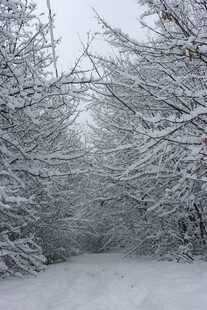 雪覆树林的冬日静谧景象