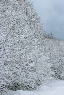 冬日雪覆树林美景