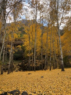 秋日山林金黄落叶铺满地