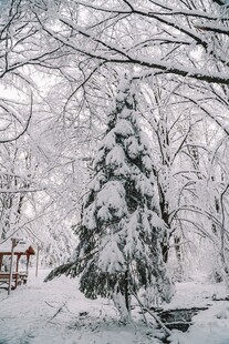 雪覆树木的冬日静谧景象