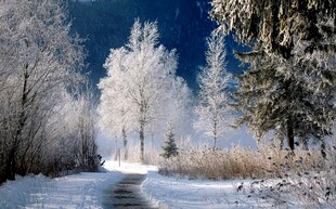 冬日雪林小路美景