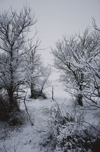 冬日雪景中的枯树景观